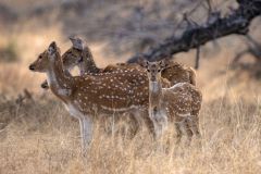 Group of Spotted Deer