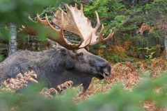 Bull Moose