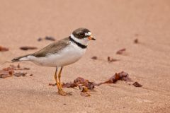 Semipalmated Plover