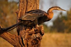 hamerkop african bird