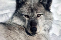 Alpha Female Wolf
