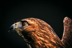 Red Tailed Hawk