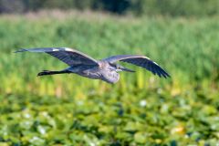 Blue Heron in flight