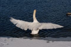 Check my wingspan