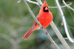Red Cardinal