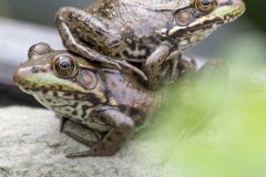 Frog on frog