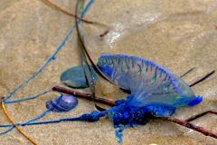 Portuguese man of War