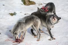 Canis Lupus Mealtime