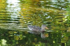 Mallard