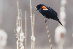 Red Winged Blackbird