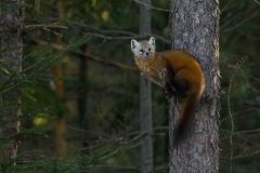 Pine Marten
