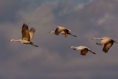Sandhill Cranes in Flight