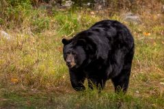 Black Bear