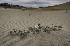Ibex Dunes