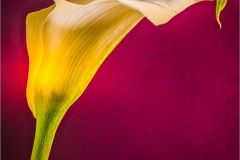 Calla Lily