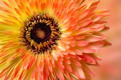 Glorious Gerbera