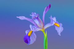 Pink Panther Iris