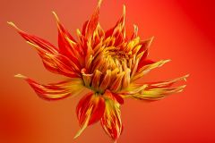 Firecracker Cactus Dahlia