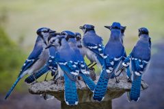 A Band of Blue Jays