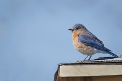 Eastern Bluebird on Nesting Box