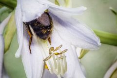 Life In The Garden