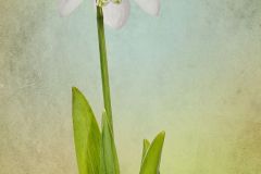 Snowdrop