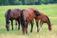 Horse Forward Bend