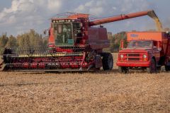 Harvesting the soy beans