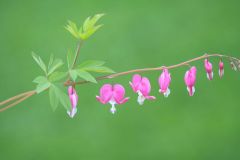 Bleeding Heart