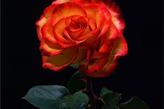 La Rose
