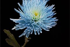 Speeking Blue
