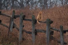 Farm Cat on Fence