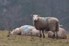 Sheep Ready to Sheer