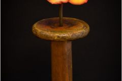 Tangerine Rose