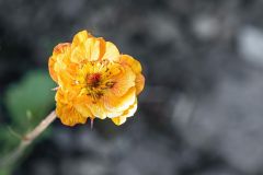 Geum Avens long blooming
