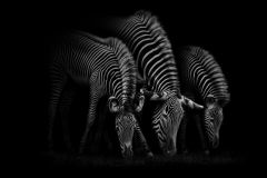 Black and white and graze