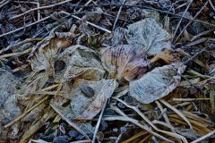 Garden Demise