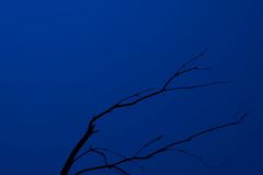 Moon Tree