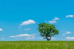 Tree on a Hill