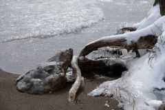 Icy Roots
