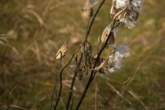Milkweed Pods