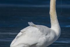 Entangled Mute Swan