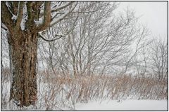 Early Winter Snowfall