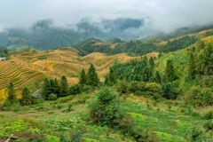 longi rice fields