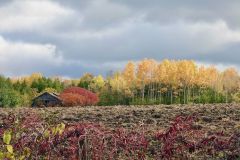 Autumnal Palette