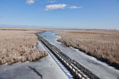 Pelee Boardwalk