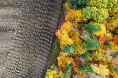 Farm and Forest