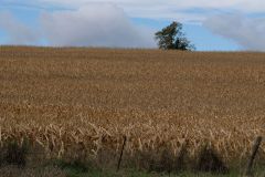 Cornfield