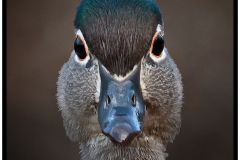 Female Wood Duck