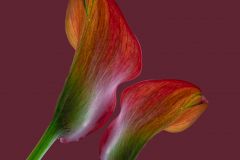 Calla Lillies